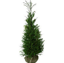 Sapin parasol du Japon dans un sac de jute