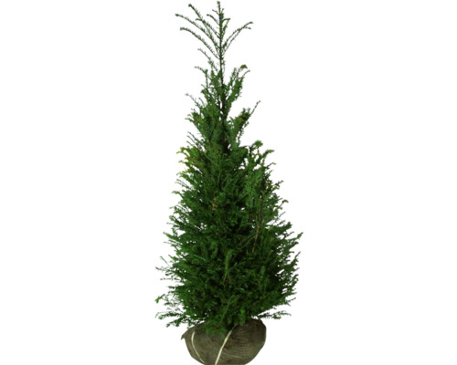 Sapin parasol du Japon dans un sac de jute