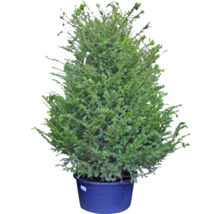 If à feuilles persistantes en pot pour le jardin.