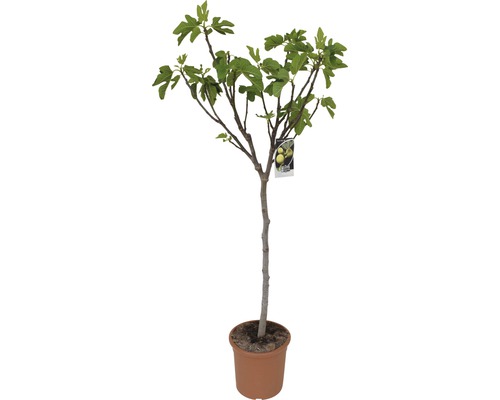Figuier FloraSelf Ficus carica arbuste 150-170 cm pot de 28 cm