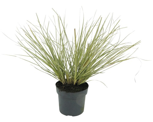 Cortaderia selloana à rayures blanches FloraSelf 'Julia' h 15-80 cm Co 3 l Herbe ornementale en pot