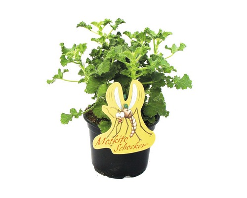 Géranium anti-moustique Moskito-Schocker 'Pelargonium citrosa' pot de 12 cm Plante anti-moustique en pot avec l''étiquette Moskitoschocker