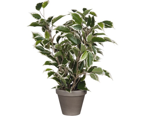 Plante artificielle Ficus natasja H 40 cm vert-multicolore