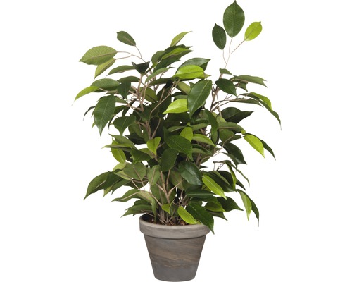 Kunstpflanze Ficus natasja H 40 cm grün