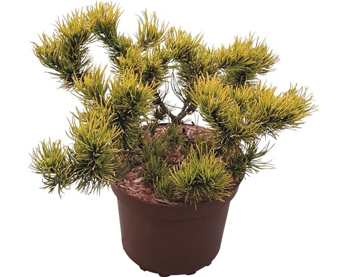 Pin de montagne nain jaune hiver FloraSelf Pinus mugo 'Carstens Wintergold' H 25-30 cm Co 4 L