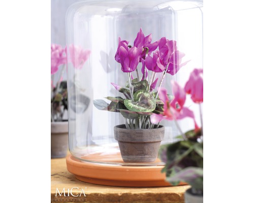 Cyclamen décoratif dans un pot en terre cuite sous une cloche en verre
