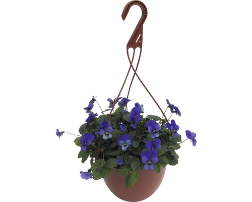 Violette cornue Viola cornuta pot de 18 cm sélection aléatoire de variétés Suspension avec des pensées bleues