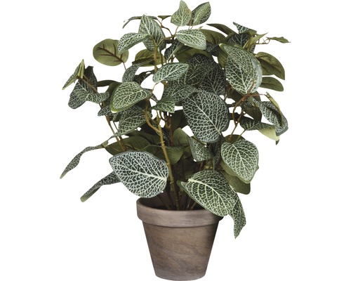 Kunstpflanze Fittonia H 35 cm grün