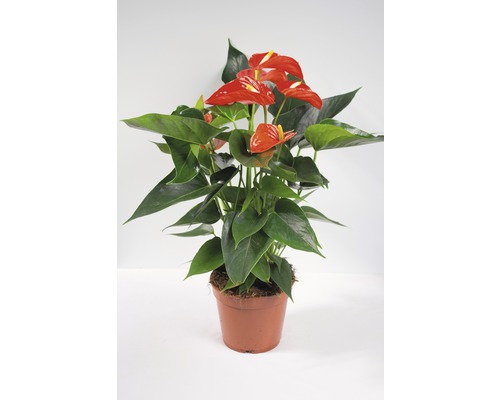 Langue de feu - Anthurium Andreanum Hybrid H 55-60 cm orange