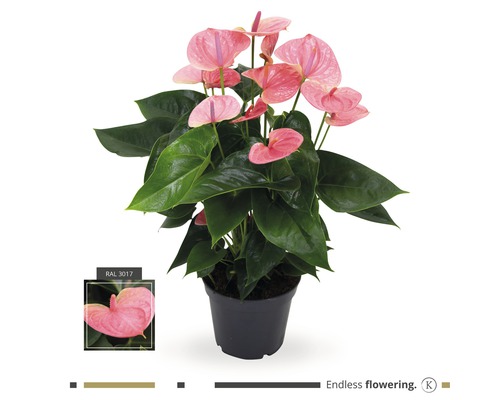 Langue de feu FloraSelf Anthurium andreanum h 20 cm pot Ø 17 cm