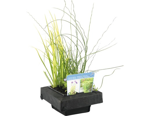 Pflanzschale mit verschiedenen Wasserpflanzen für den Gartenteich