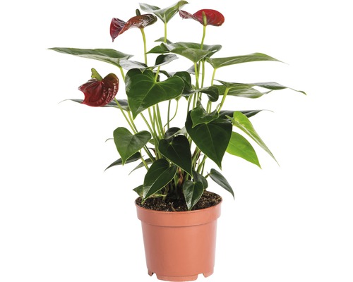 Langue de feu FloraSelf Anthurium andreanum H 35-40 cm pot Ø 12 cm