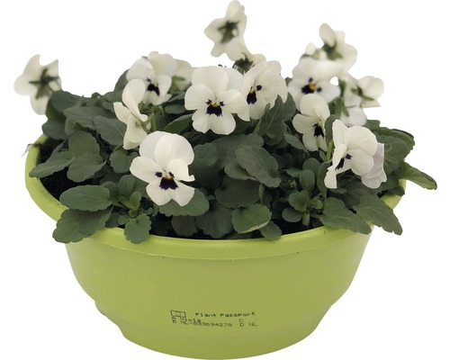 Pensée cornue dans un pot de fleurs