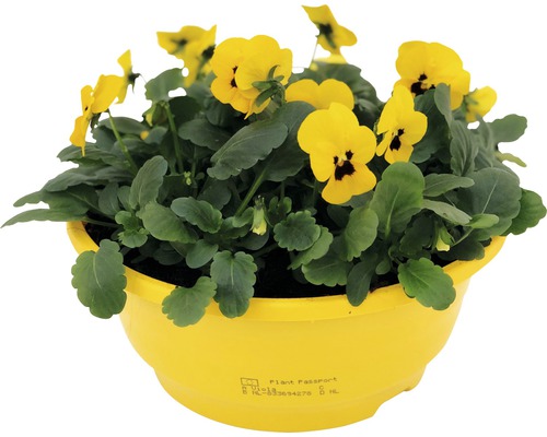 Pensées jaunes dans un pot jaune.