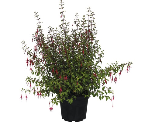 Fuchsia de Magellan FloraSelf , 30-40 cm Fuchsia en pot avec des fleurs rouges