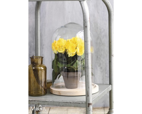 Fleurs jaunes sous un dôme en verre sur une étagère métallique, à côté d''une bouteille en verre marron.