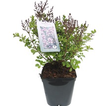 Zwerg Duftflieder FloraSelf Palibin 100-120 cm