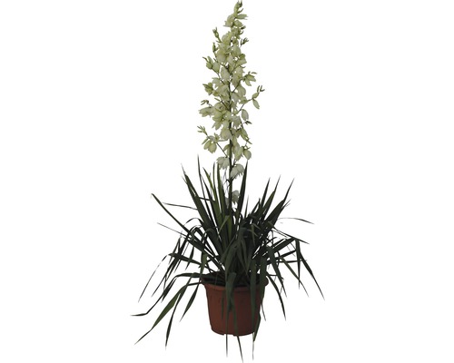 Yucca filamenteux FloraSelf 20-30 cm