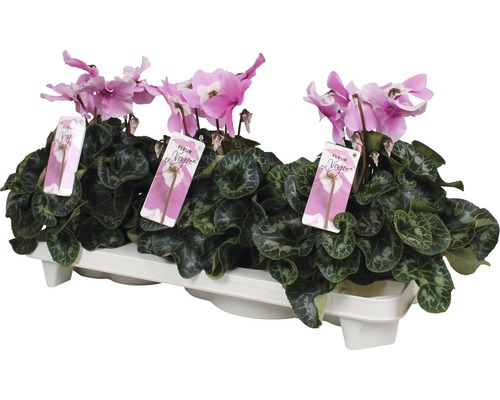 Cyclamen persicum FloraSelf 'Fleur en Vogue'' pot de 13 cm