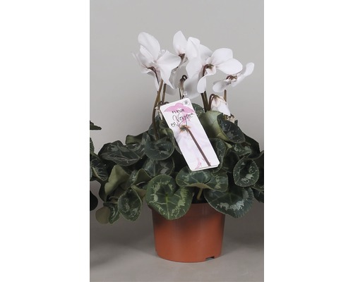 Alpenveilchen - Cyclamen fleur en vouge H 22-27 cm weiß