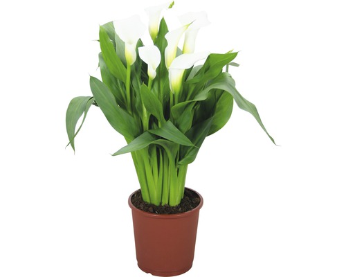 Zimmercalla FloraSelf Zantedeschia 'Crystal Blush' H 40-45 cm Ø 13 cm Topf weiß