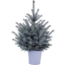 Épicéa bleu en pot