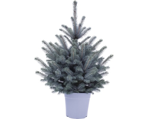 Blaufichte, Blaue Stechfichte 'Baby blue' FloraSelf H 100-120 cm Weihnachtsbaum zur Pflanzung geeignet Co 27 cm Blaufichte, Blaue Stechfichte 'Baby blue' FloraSelf H 100-120 cm Weihnachtsbaum zur Pflanzung geeignet Co 27 cm