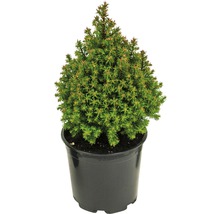 Épinette blanche naine en pot