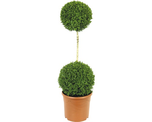 Buchsbaum-Stämmchen 2 Kugel FloraSelf Buxus sempervirens H 110-120 cm Co 12 L