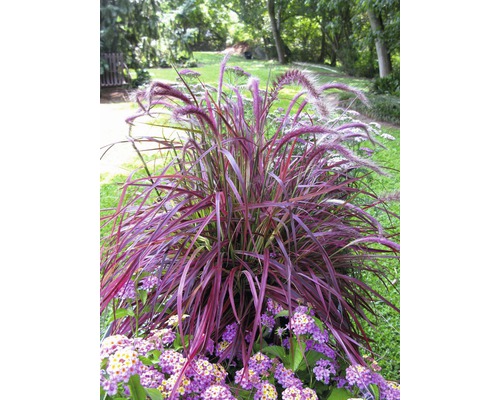 Herbe aux écouvillons rouge FloraSelf Pennisetum x advena 'Fireworks' h 10-60 cm Co 3 l