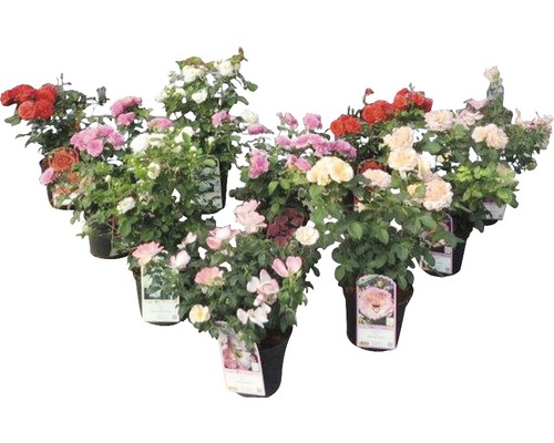 Edelrose FloraSelf Rosa-Cultivars H 30-60 cm Co 5 L