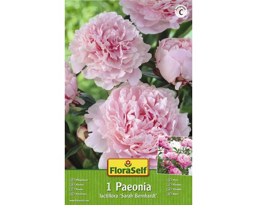 Blumenzwiebel FloraSelf Paeonia Sarah Bernhardt rosa 1 Stk