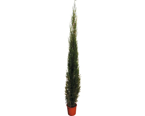 Cyprès en colonne FloraSelf Cupressus sempervirens H 160-180 cm Co 15 l