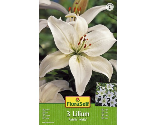 Blumenzwiebel FloraSelf® Lilie Asiatisch weiss 3 Stk