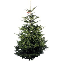 Nordmanntanne mit Stamm