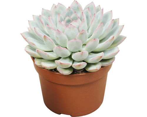 Dickblattgewächs im Topf