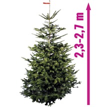 Nordmanntanne mit einer Höhe von 2,3 bis 2,7 Metern