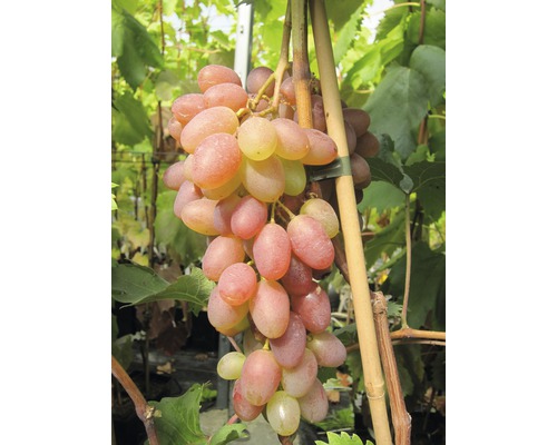 Pied de vigne ROBUSTAREBE® Katharina moyen, 90-120 cm rose-rouge