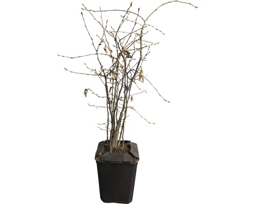 Pflanze ohne Blätter in einem Topf