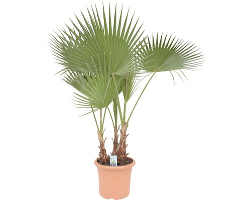Petticoat-Palme Washingtonia robusta T35 170-190 cm