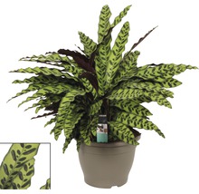 Calathée FloraSelf Calathea insigne h 80-90 cm pot de Ø 32 cm