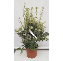 Houx en pot avec des feuilles vertes et blanches