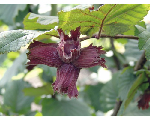 Nahaufnahme einer Haselnuss an einem Haselnussstrauch