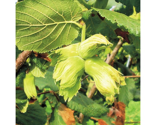 Haselnussstrauch mit unreifen Früchten und Blättern