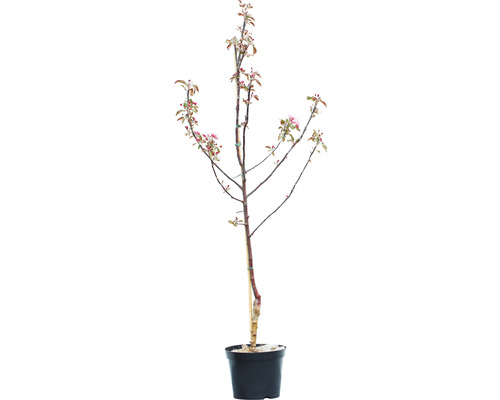 Apfelbaum Baya Marisa 150-180 cm