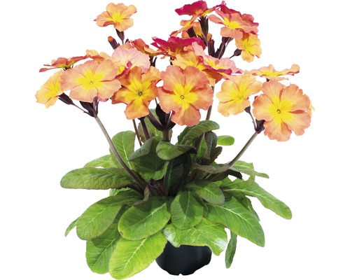 Primelgewächs im Topf mit gelben Blüten