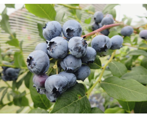 Gros plan sur des myrtilles sur un myrtillier