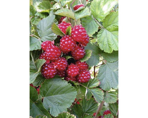 Mûre 'Rubus parvifolius' Co 4