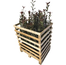 Photinia Red Robin Pflanzen in einer Holzpalette