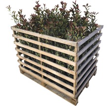 Palette de plantes de laurier-cerise